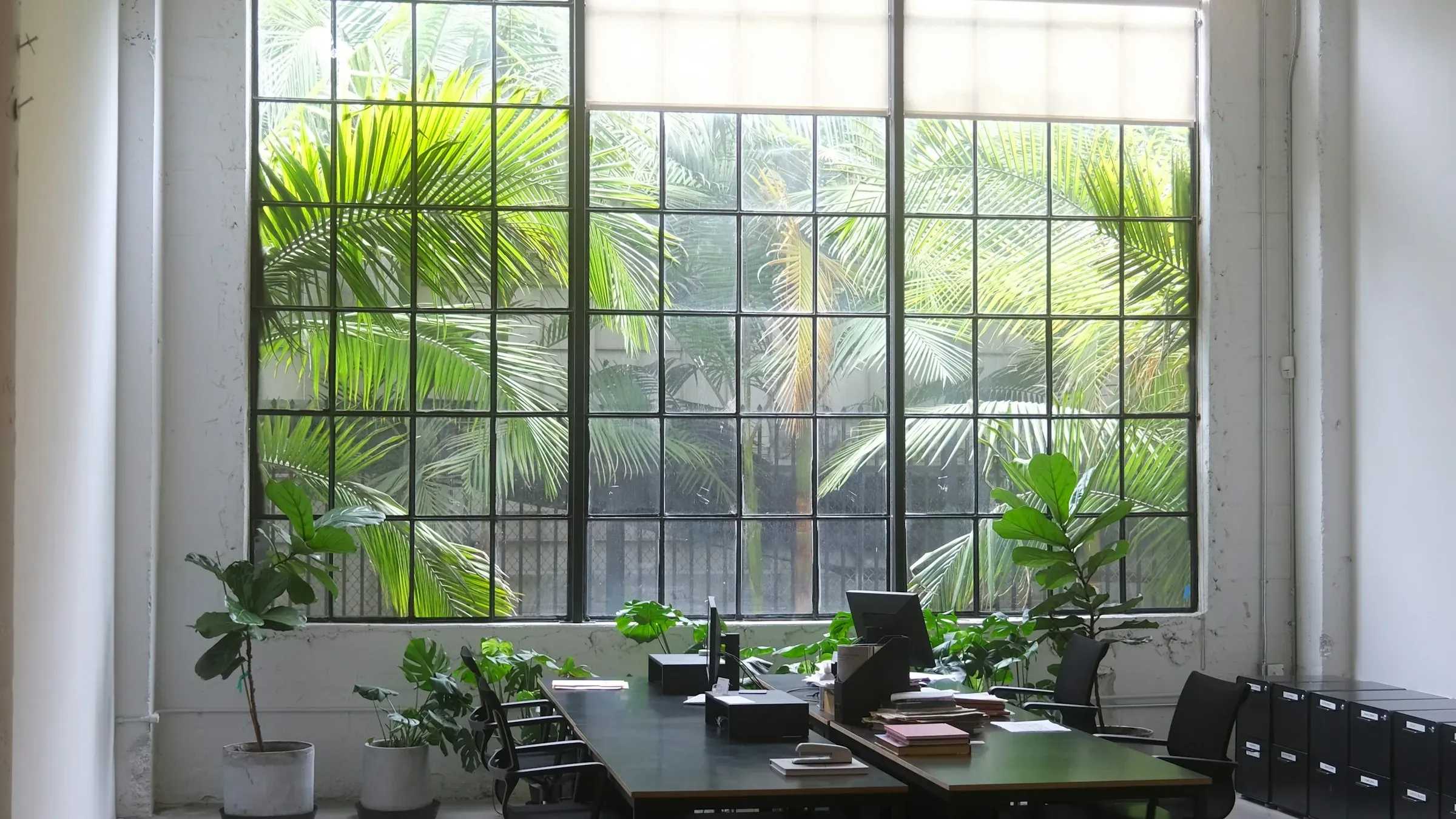 Office desks in front of a tall steel-framed window with palms and plants